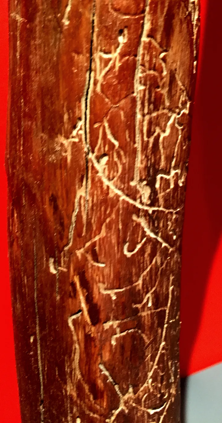 Totem 6, galleries cut by bark beetle larvae