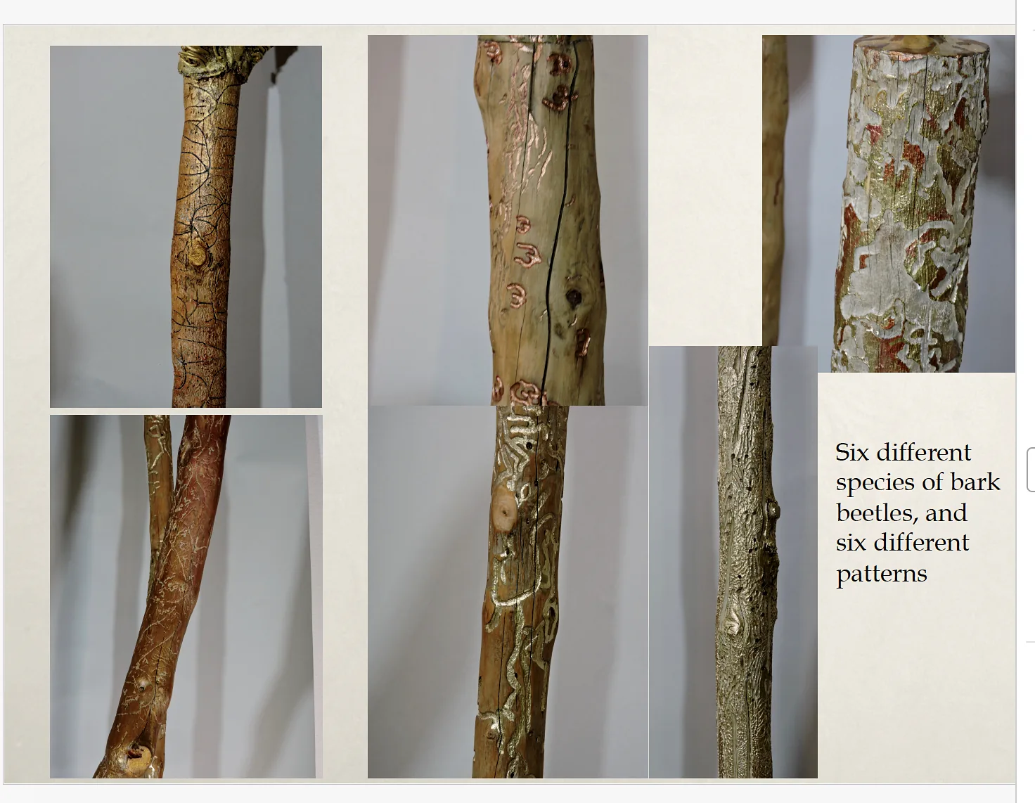 Six different species of bark beetles, and six different patterns