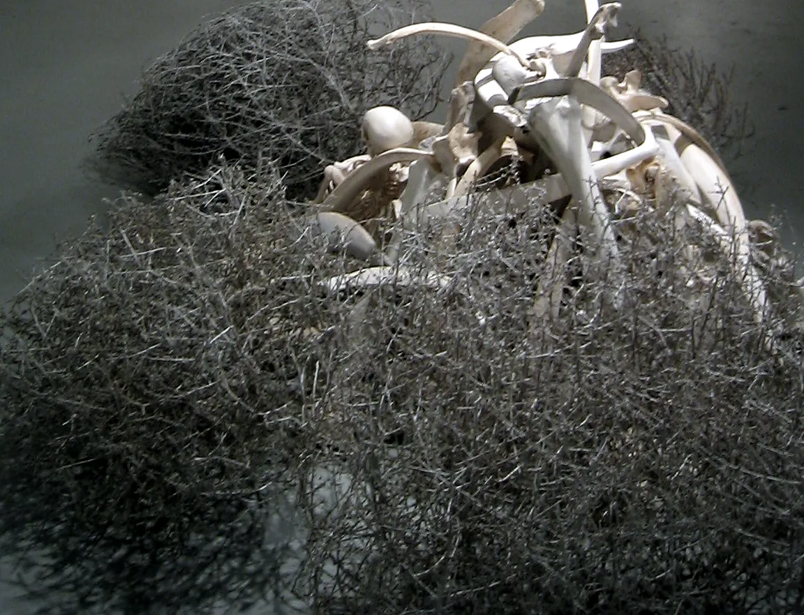Bones and tumbleweeds