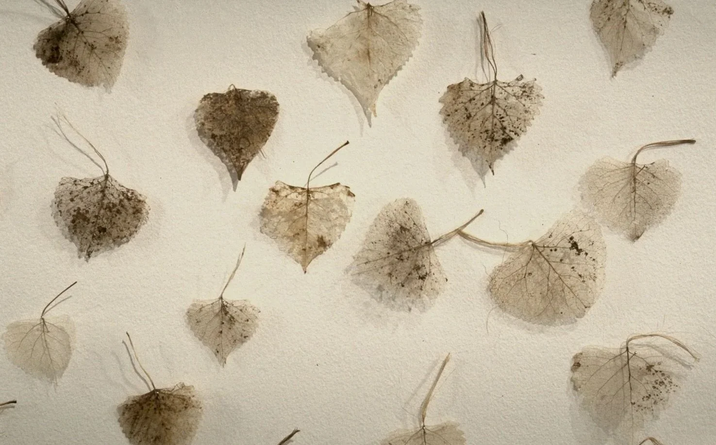 Mountain Leaves