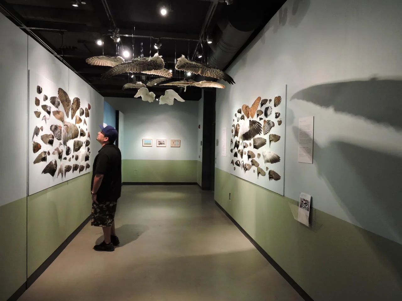 A visitor in Instinct/Extinct at the UC Davis Design Museum, 2017