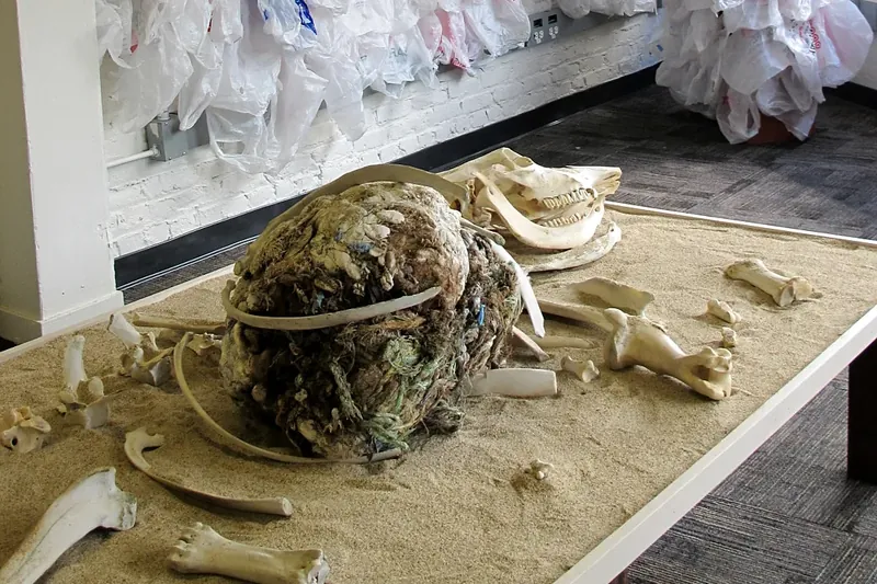 The camel rock, with bones