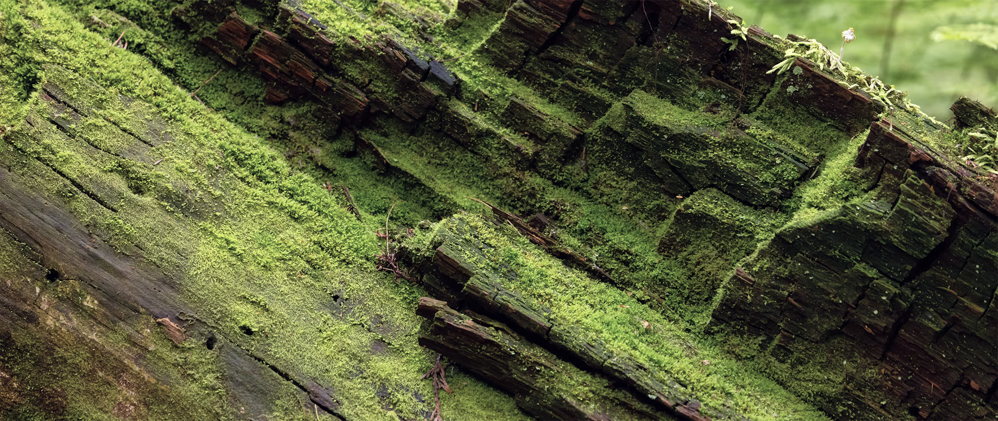 Close-up of tree bark covered with vibrant green moss highlighting natural texture and layers of wood.
