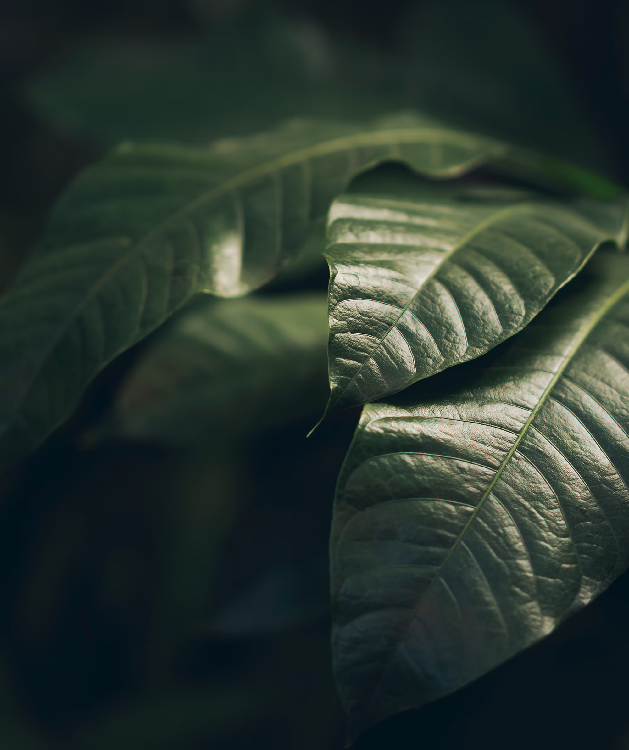 Close-up of dark green leaves with prominent veins and glossy texture, softly lit against a dark blurred background.