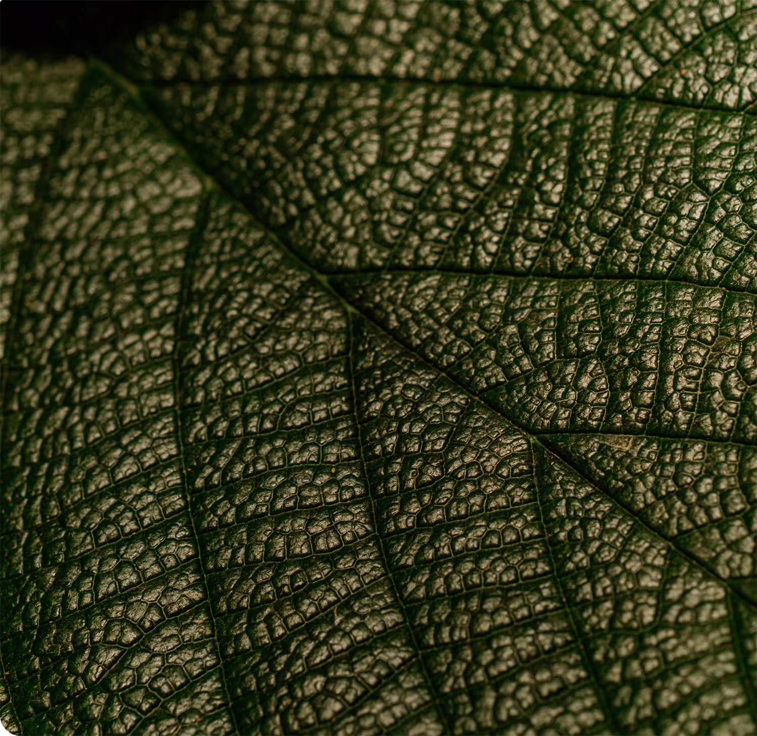 Close-up of a dark green leaf showing detailed texture and veins in a natural pattern.