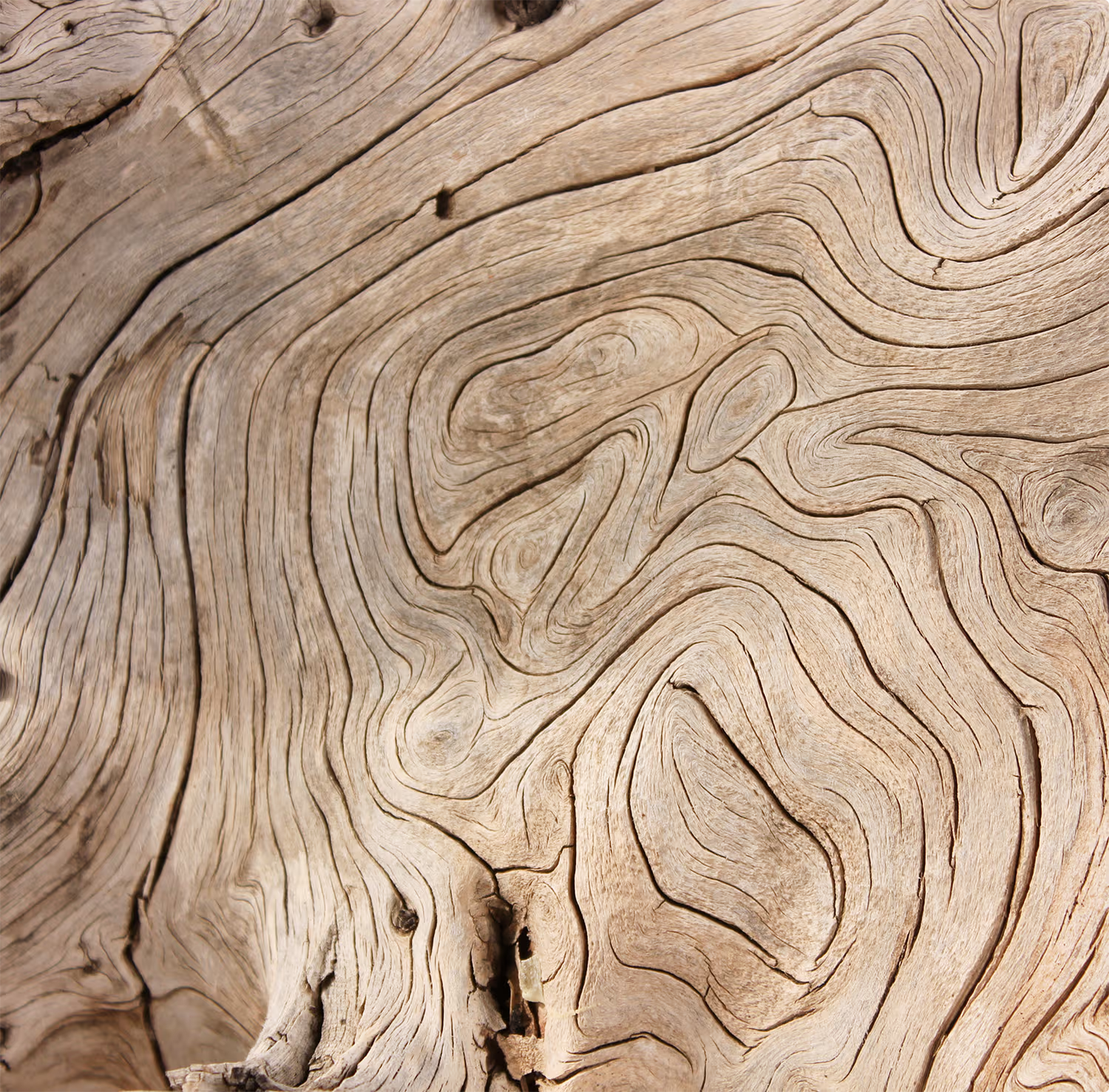 Close-up of light brown wood grain showing intricate swirling and wavy patterns with visible knots and cracks.