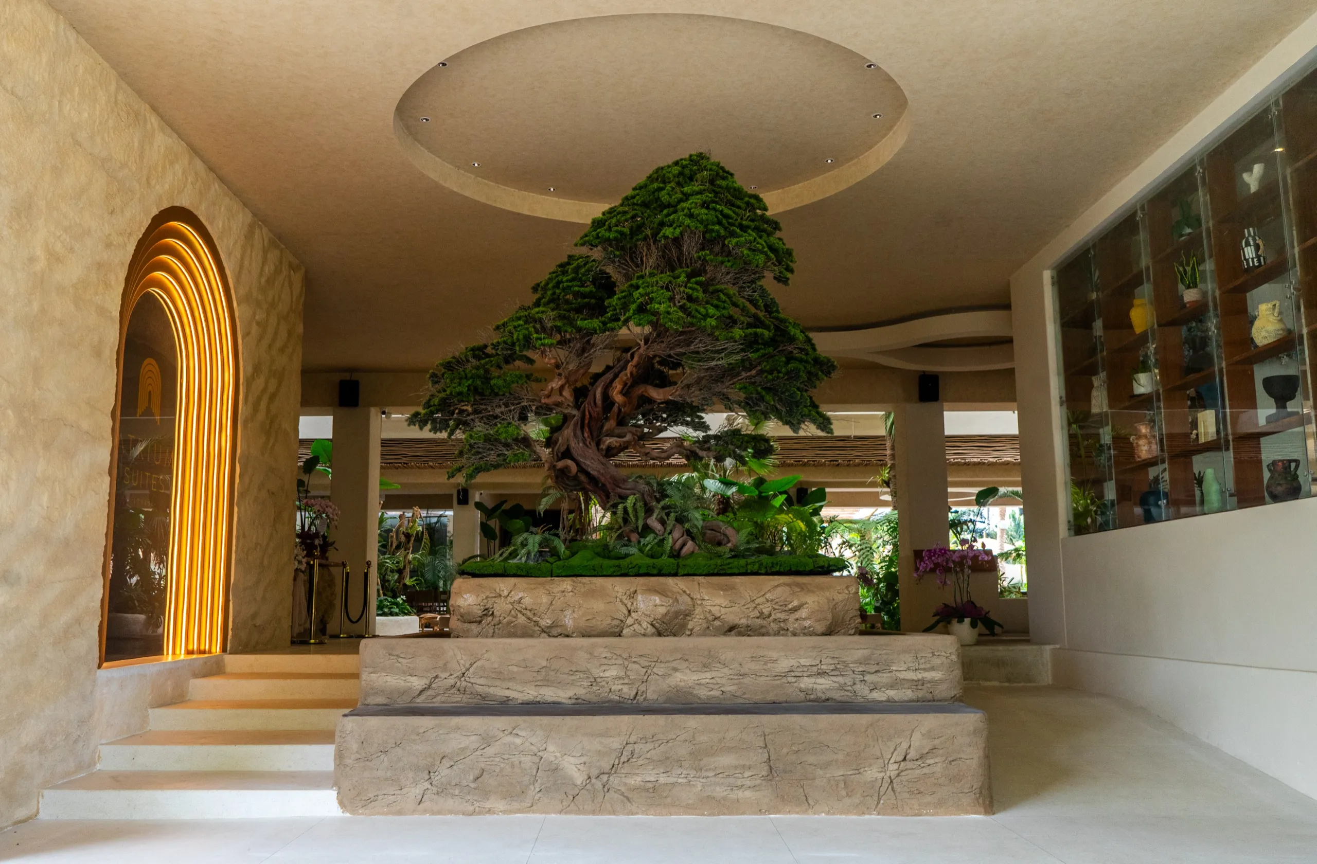 Bonsai tree on display in the lobby