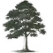 image décorative, laisser le champ alt vide dans Webflow (le texte adjacent porte déjà l'information). Si elle est utilisée seule, sans libellé : « Platane au feuillage dense, patrimoine naturel provençal »