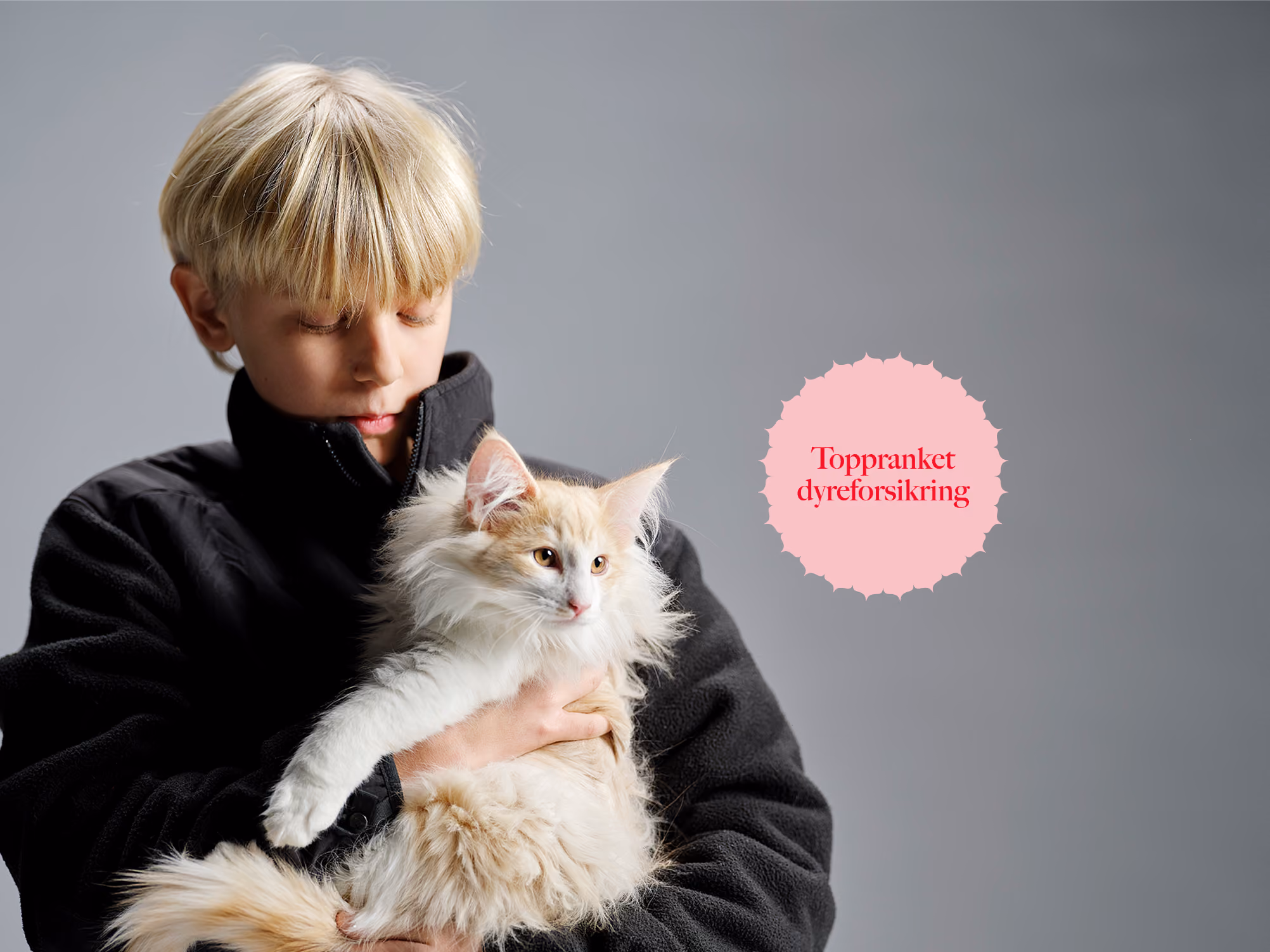 Ung gutt holder en stor, fluffy kremhvit og oransje katt mot en grå bakgrunn.