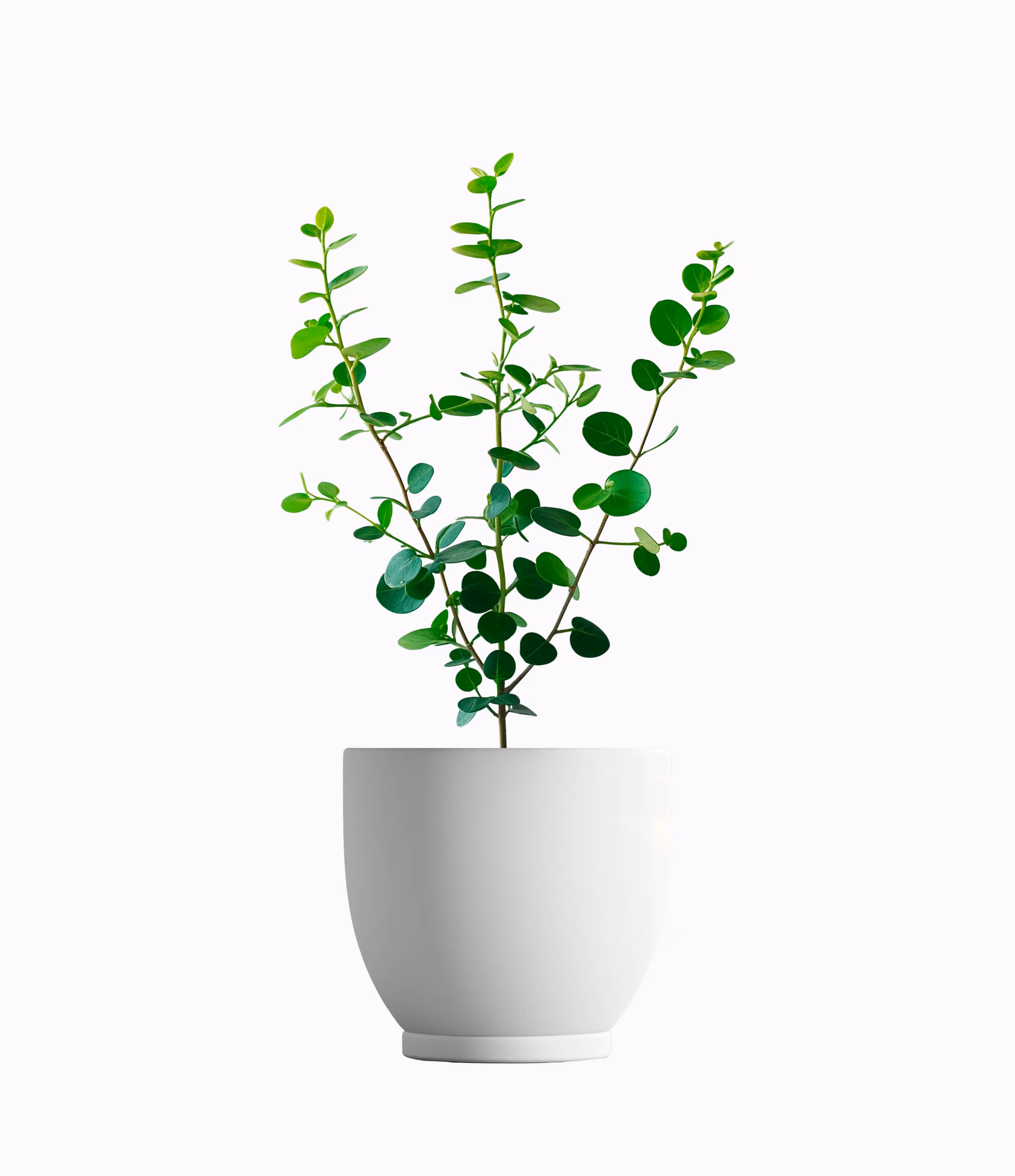 Portulacaria