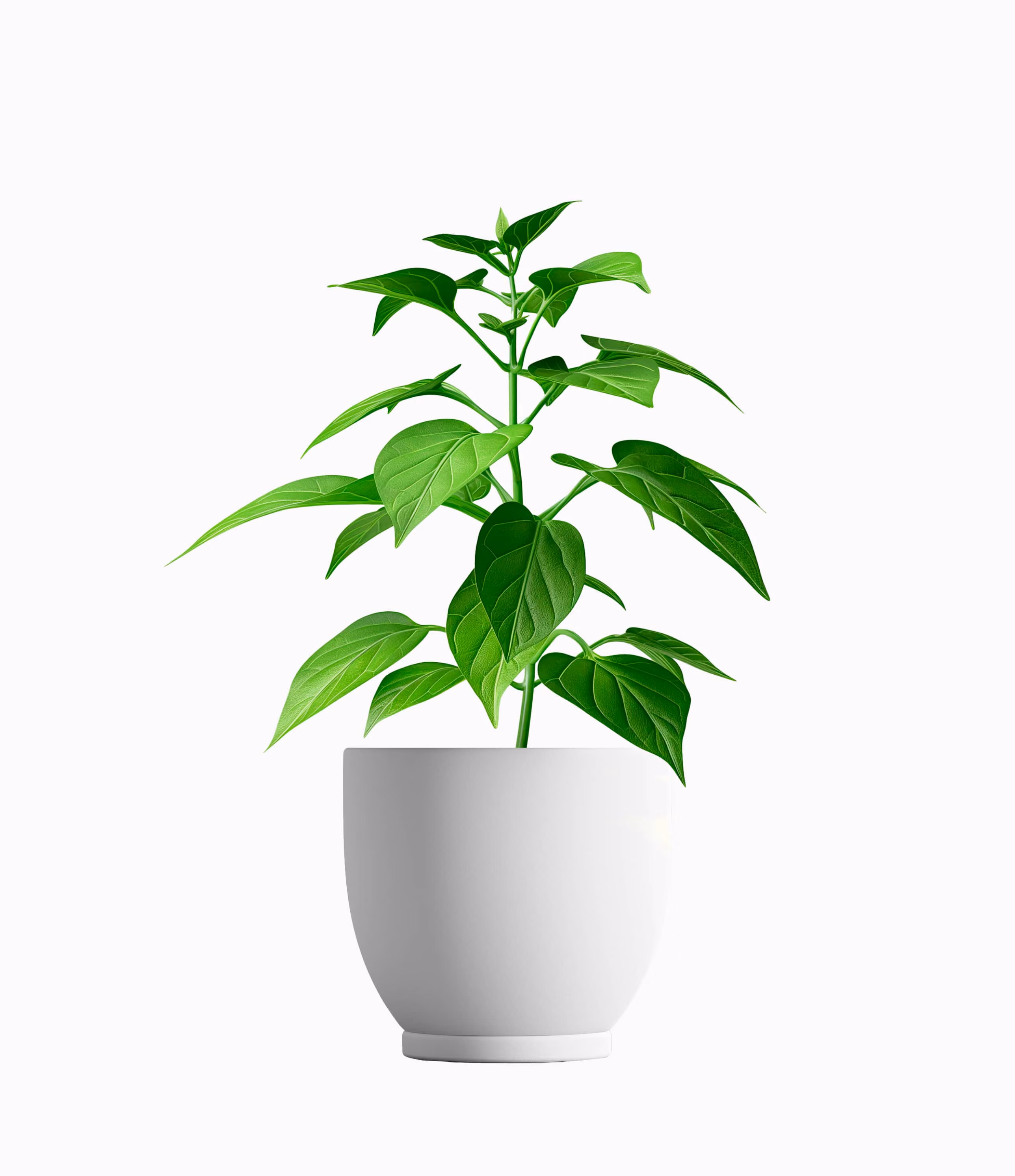 Peppermint