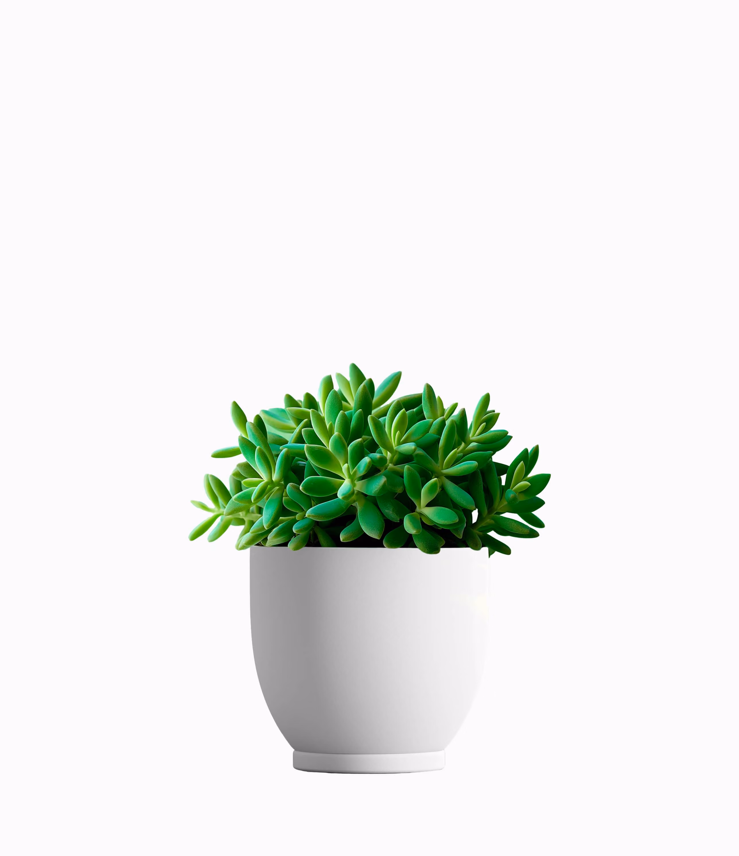 Succulent