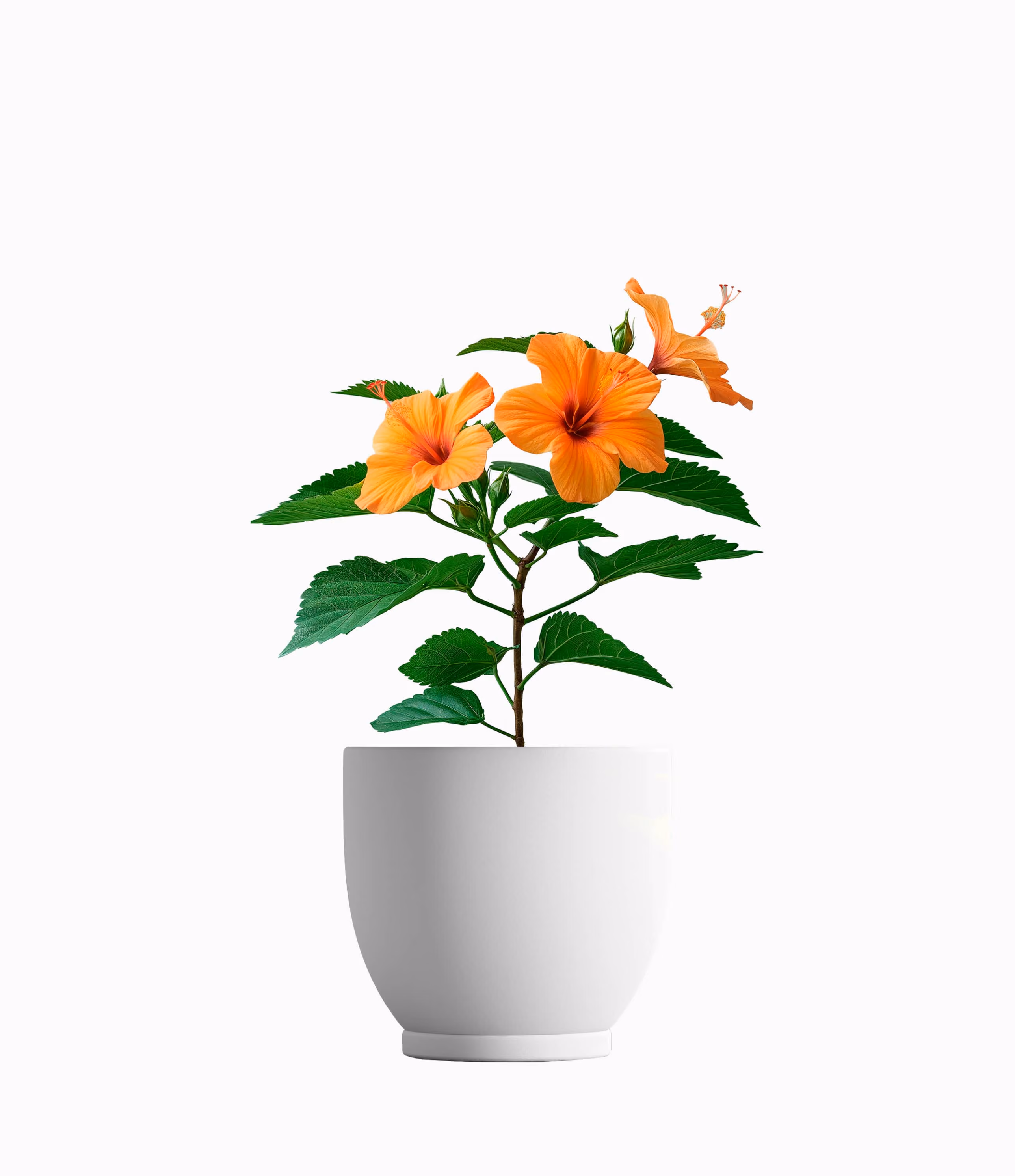 Hibiscus Orange