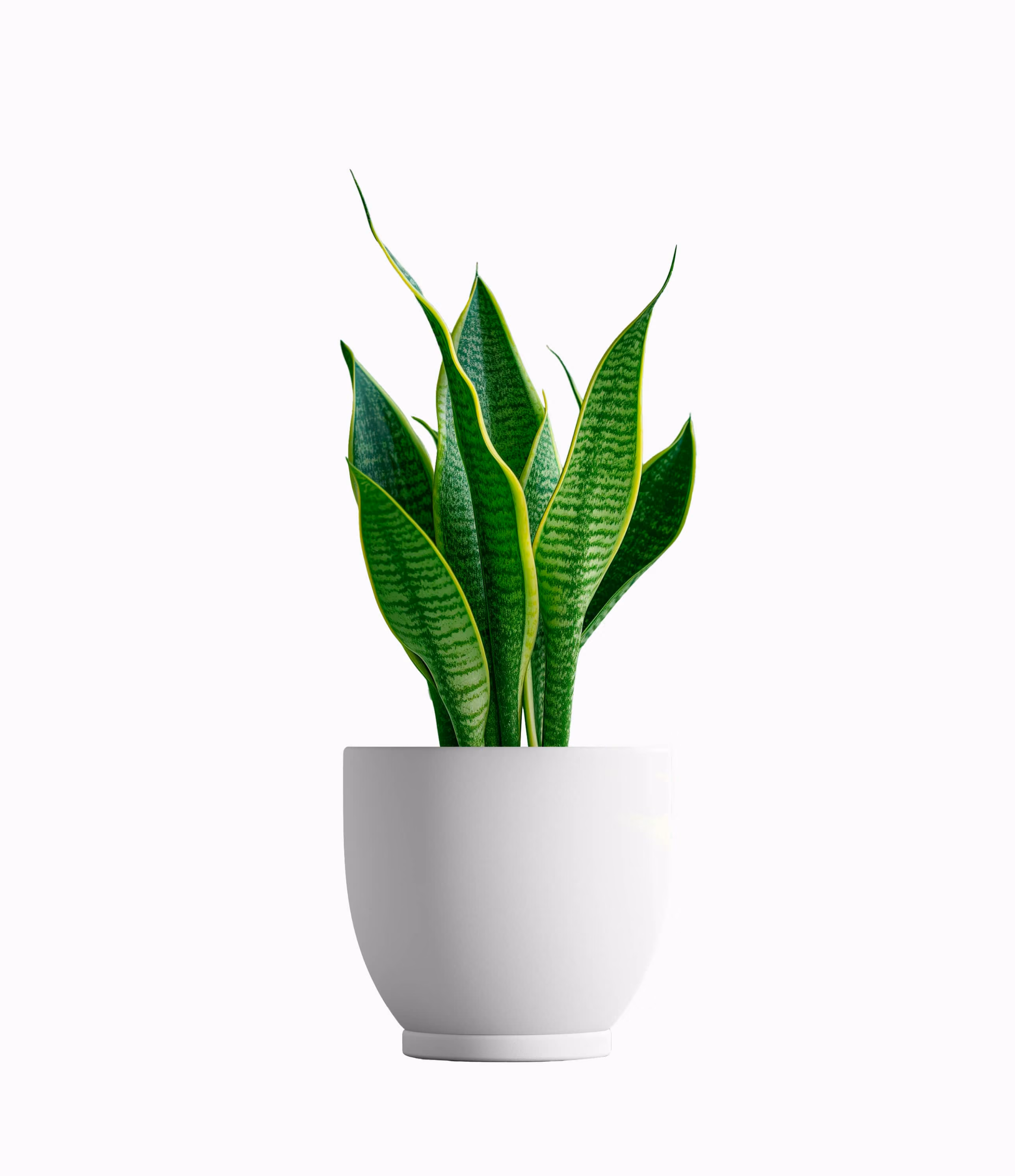 Snake plant
