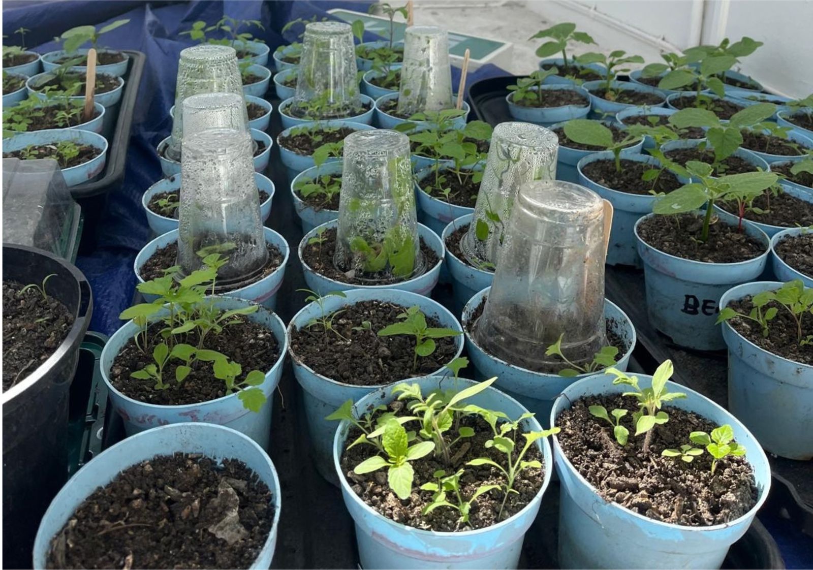 Community Garden Volunteer Day