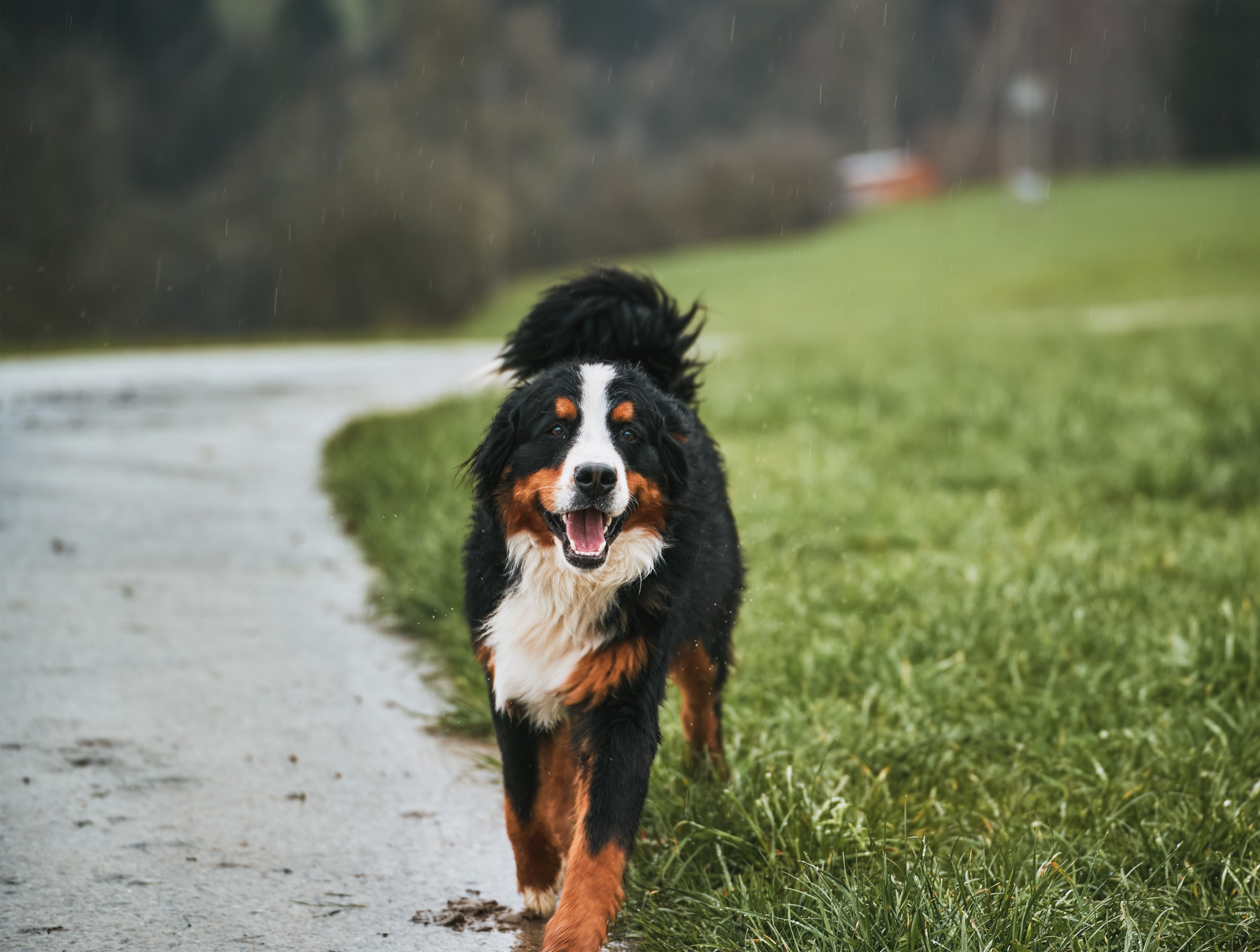 A Bernese Mountain Dog outdoors, highlighting the mission behind Fondation Mira's digital transformation case study.