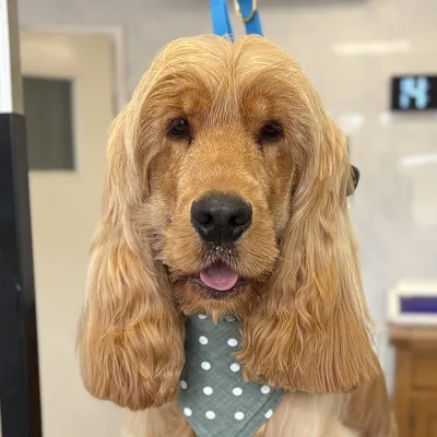 Toby the cocker spaniel after a full groom at Prior & Pooch, Witney