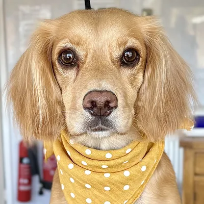 Nara the golden spaniel in a mustard polka-dot bandana after her groom at Prior & Pooch, Witney