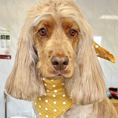 Honey the roan spaniel in a mustard polka-dot bandana after her groom at Prior & Pooch, Witney