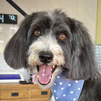 Leo the grey doodle in a blue polka-dot bandana after his groom at Prior & Pooch, Witney