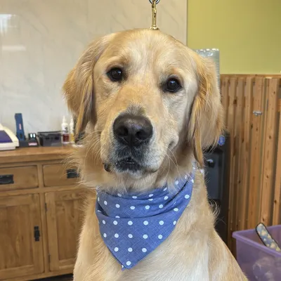 Ronnie the golden retriever in a blue polka-dot bandana after his groom at Prior & Pooch, Witney