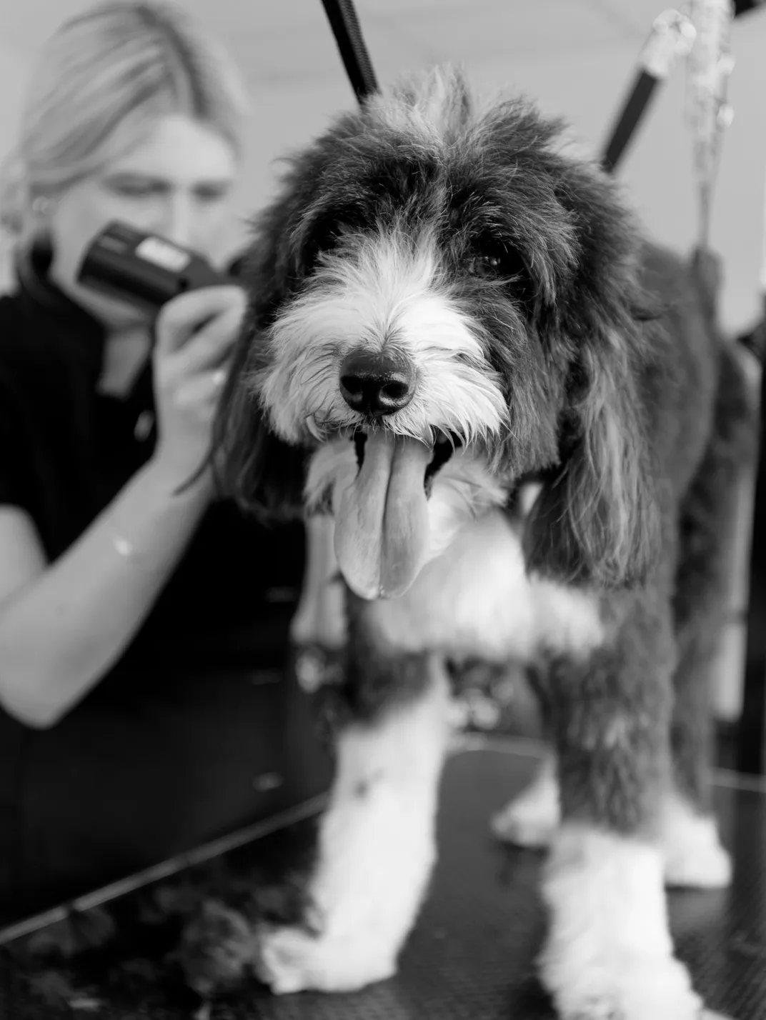 Steph drying a happy, shaggy dog on the grooming table at Prior & Pooch in Witney