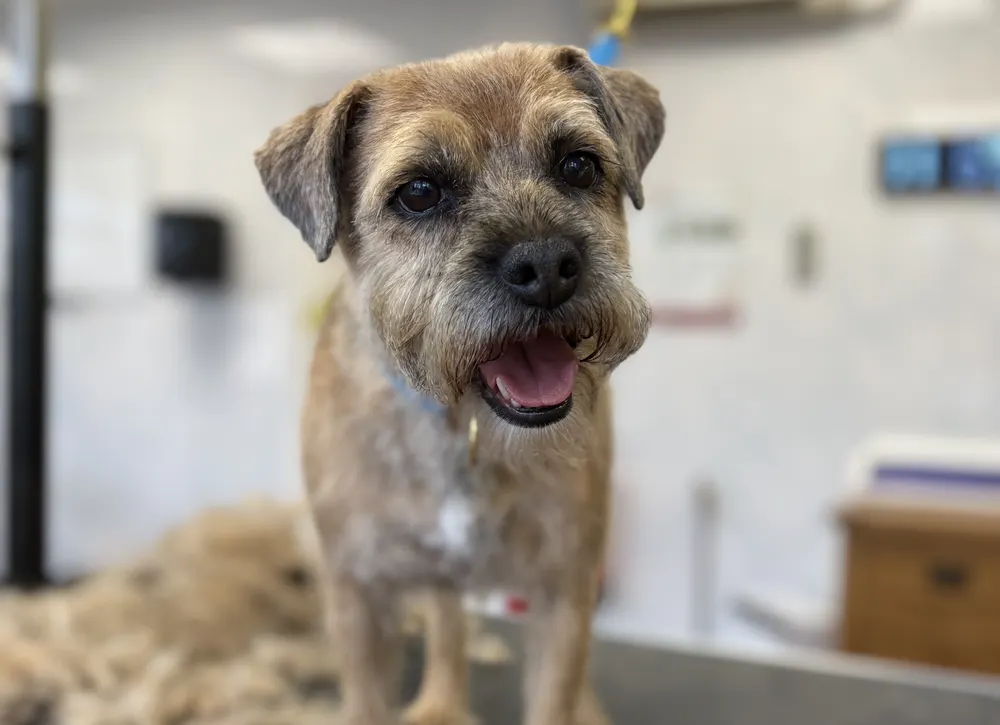 A Border Terrier on the grooming table after hand stripping, with the stripped coat beside him, at Prior & Pooch in Witney