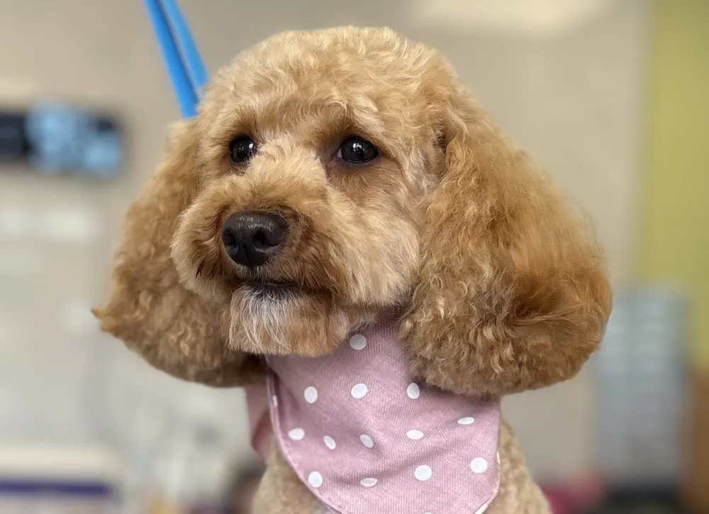 A cockapoo after a full groom, wearing a pink polka-dot bandana, at Prior & Pooch in Witney