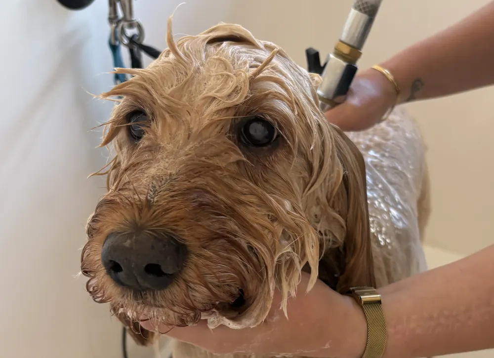 Steph washing a curly-coated dog in the hydro-bath at Prior & Pooch in Witney
