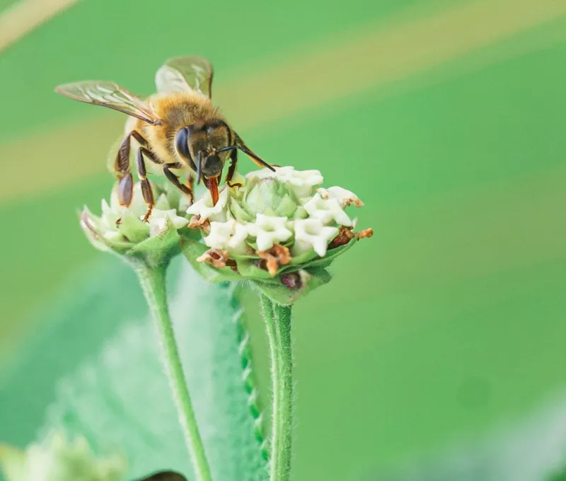 Abeille butinant une fleur, symbole de l'engagement Clef Verte de l'Hôtel d'Alsace près de Strasbourg