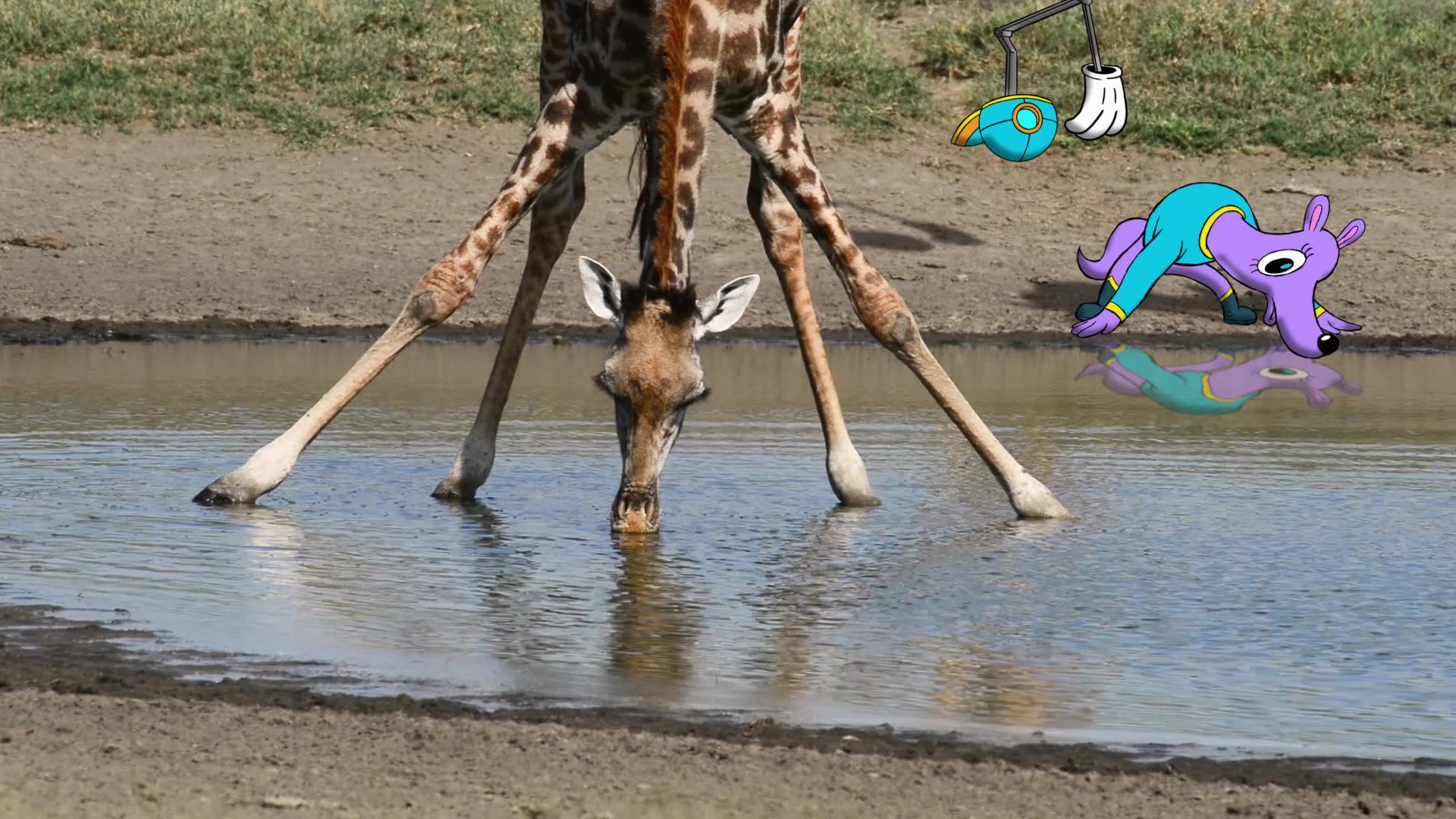Giraffes
