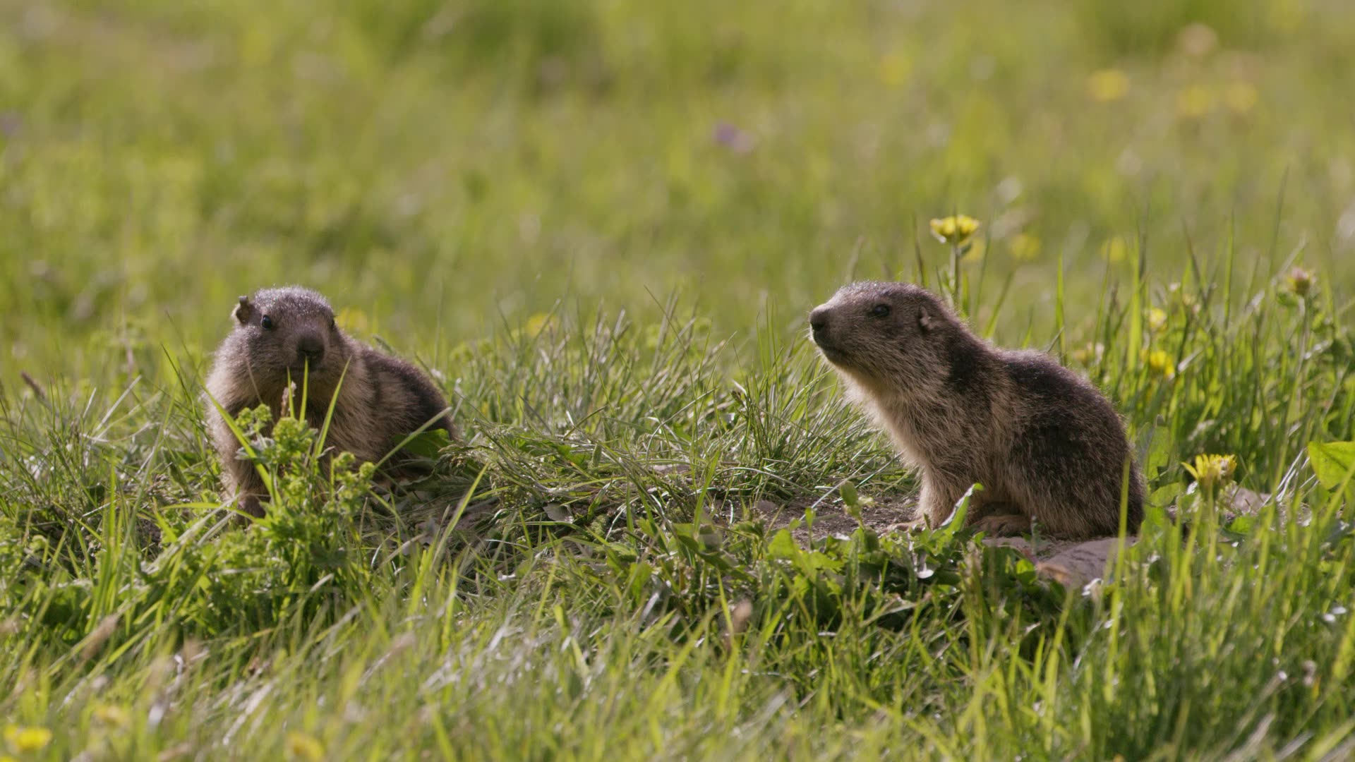 Marmots