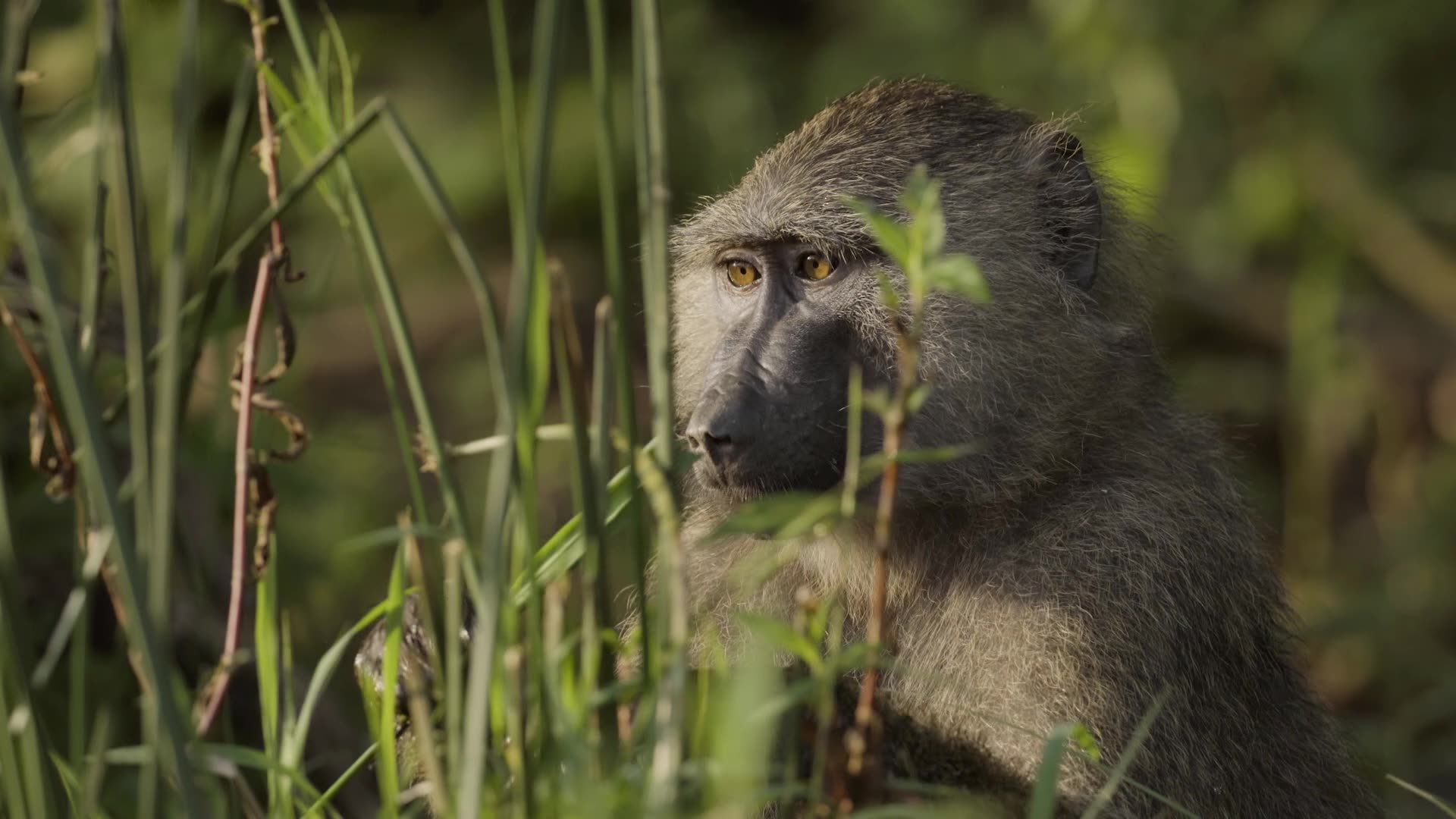 Olive Baboons