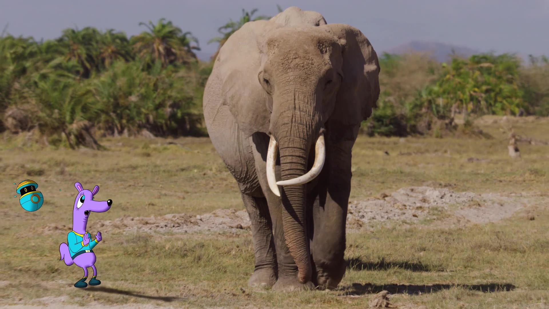 Elephants