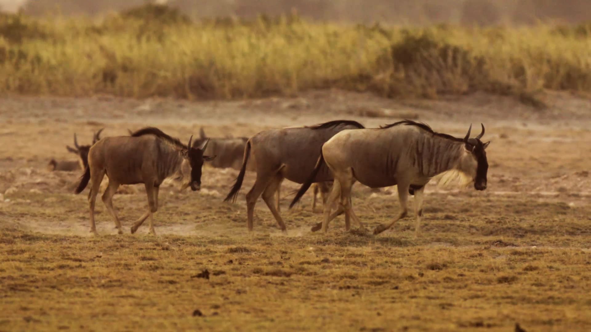 Wildebeest
