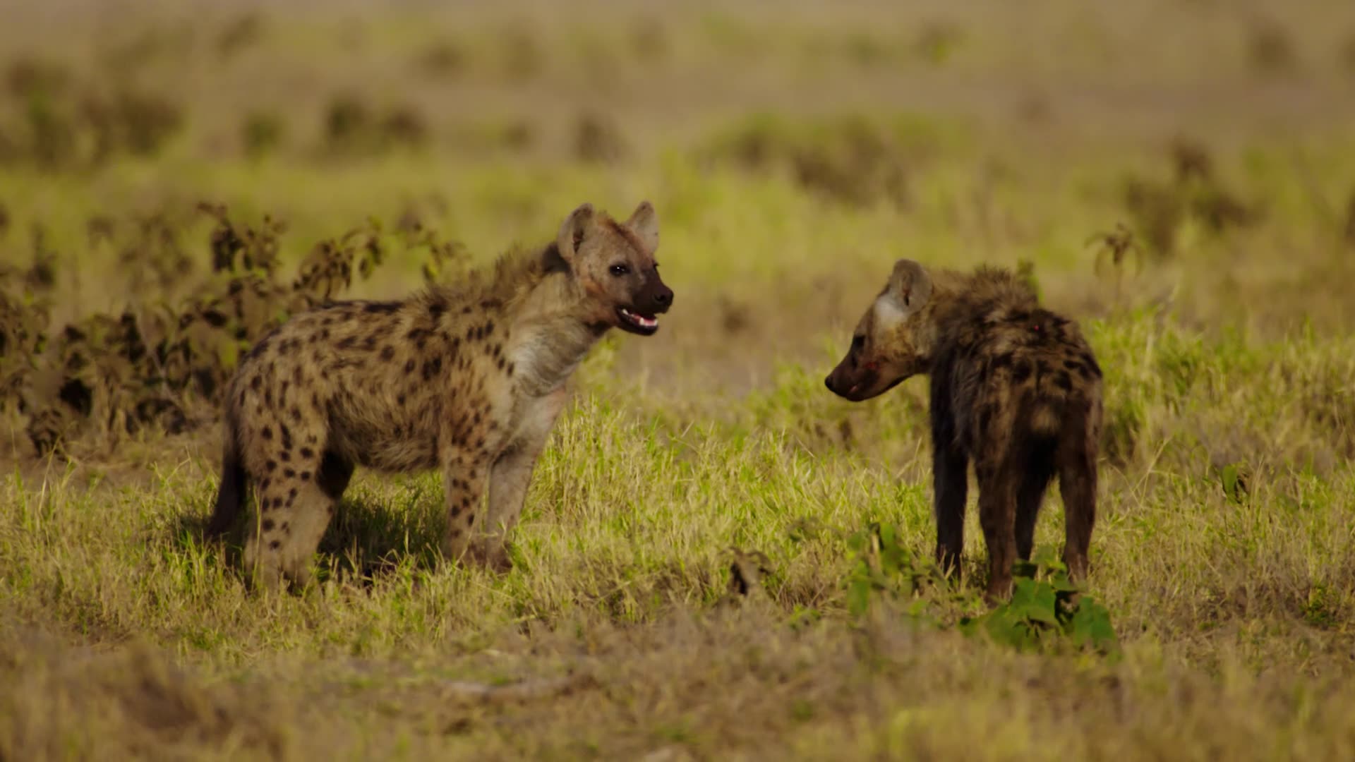 Hyenas