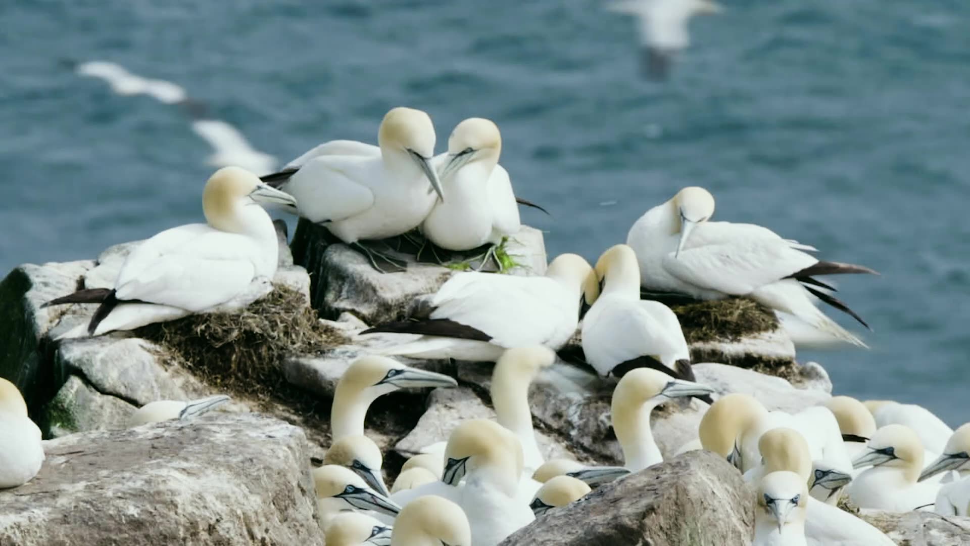 Gannets