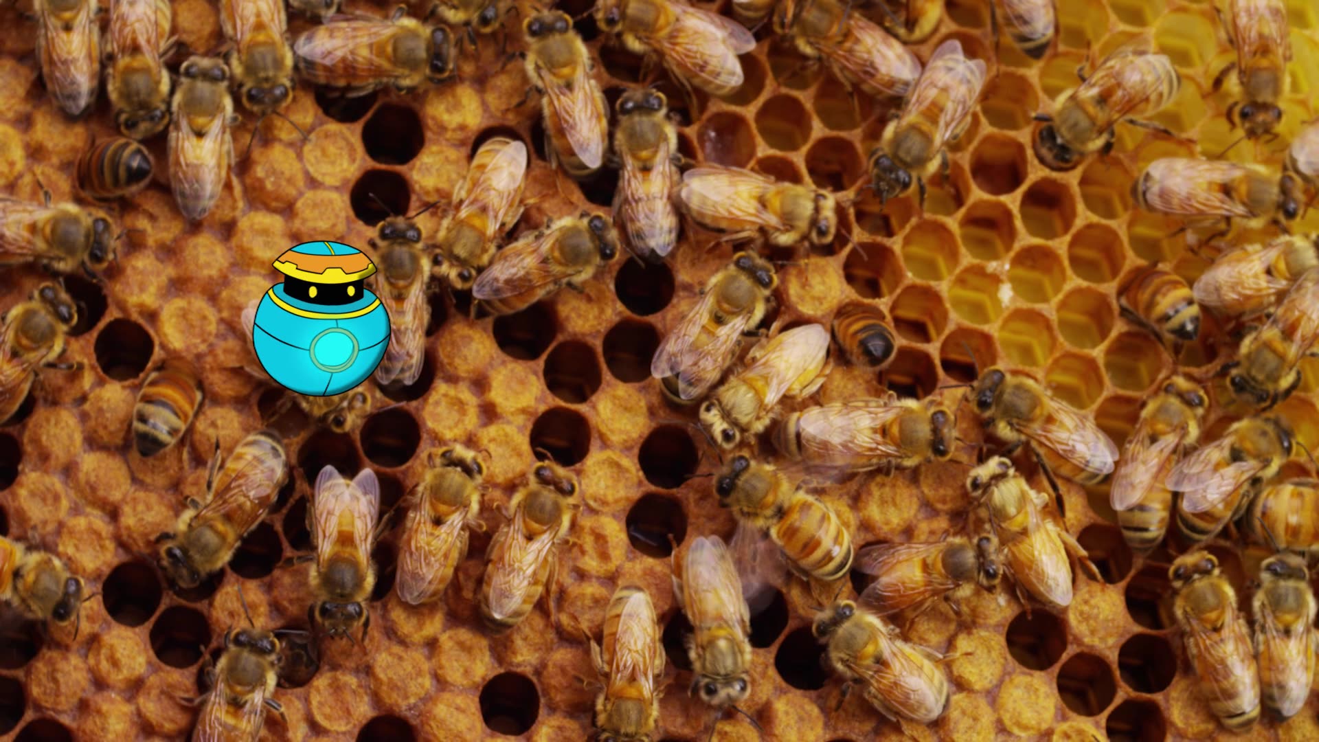 Honeybees