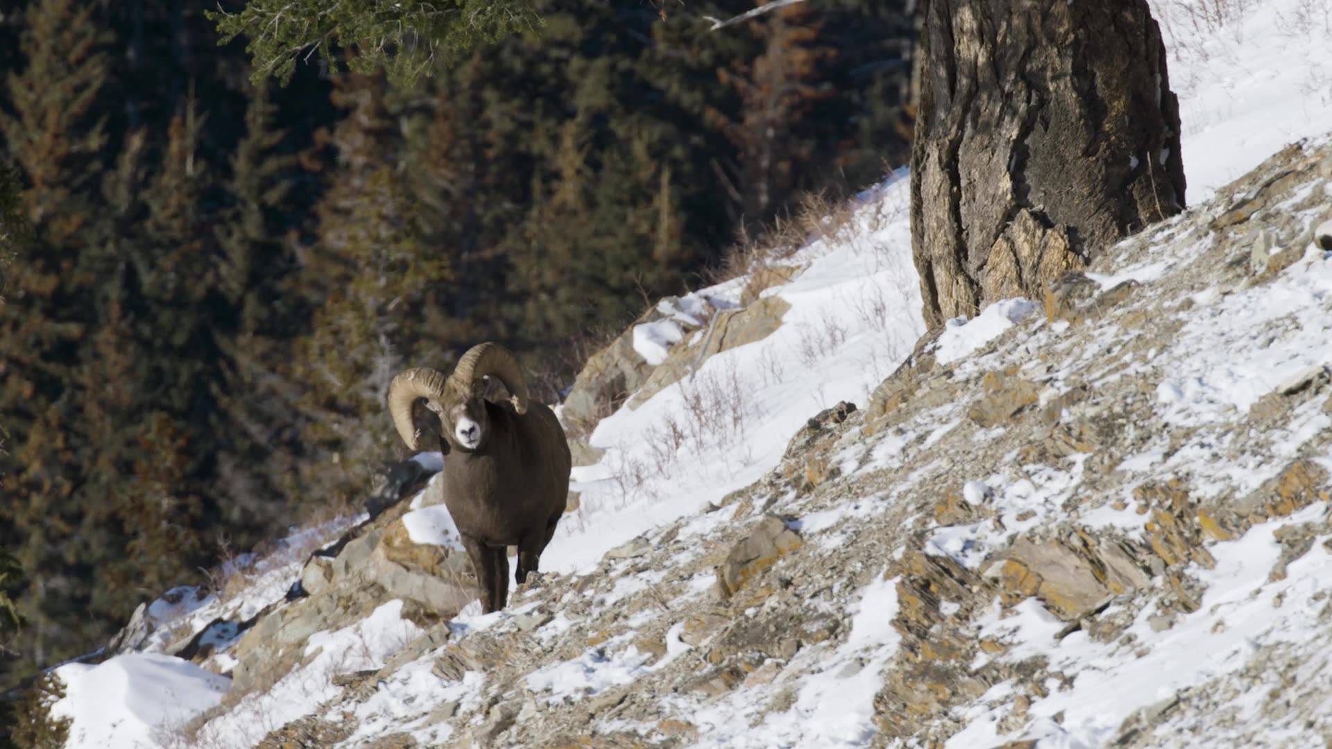 Bighorn Sheep