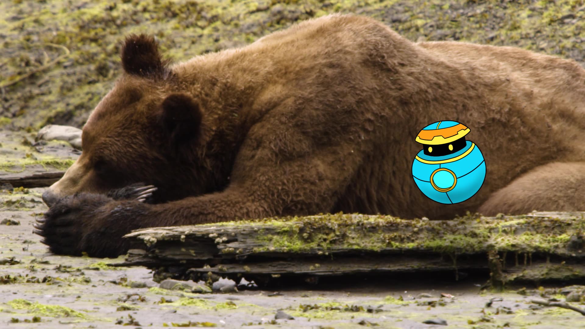 Grizzly Bear