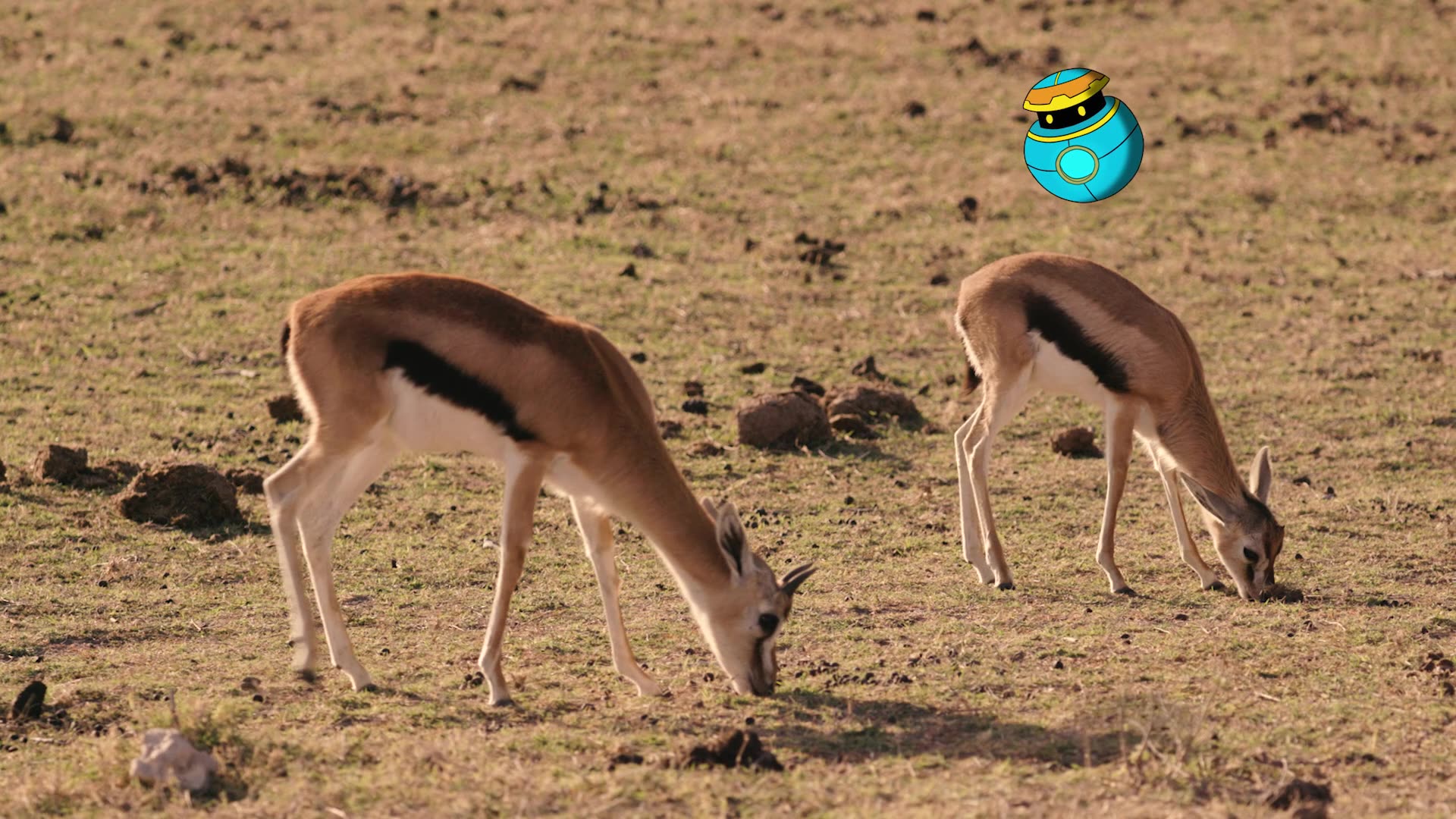 Antelope