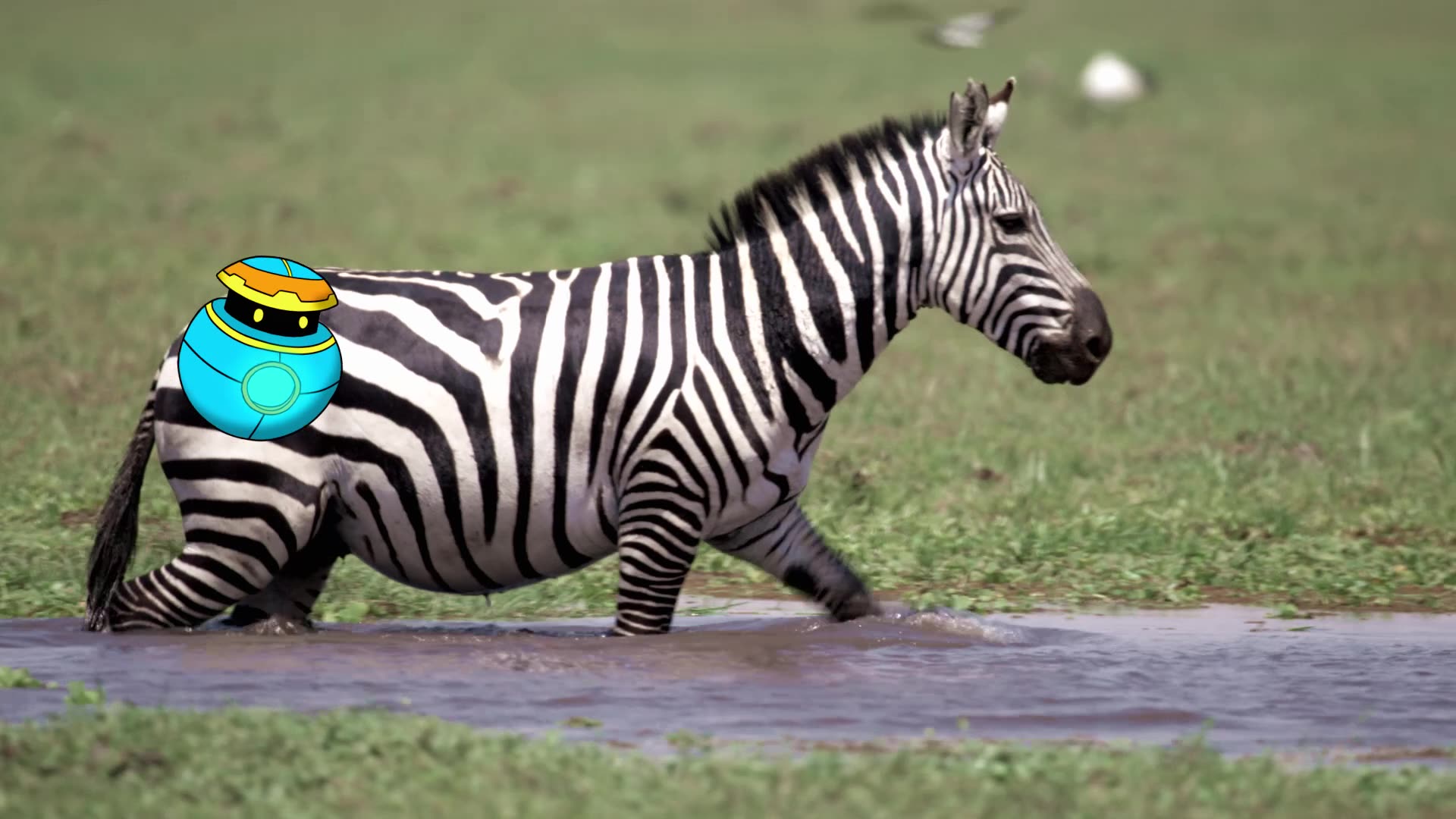 Zebras