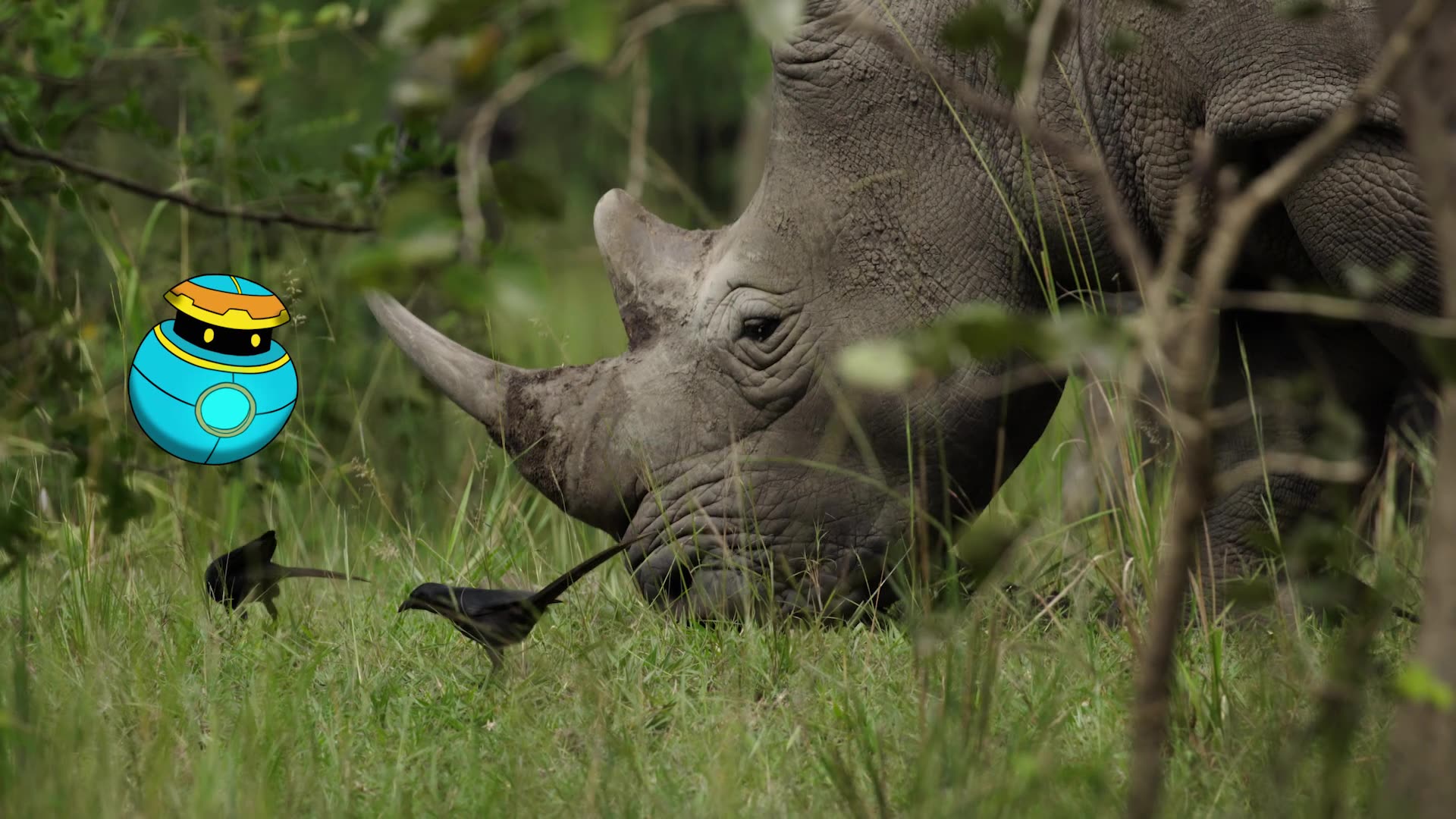 Rhinos