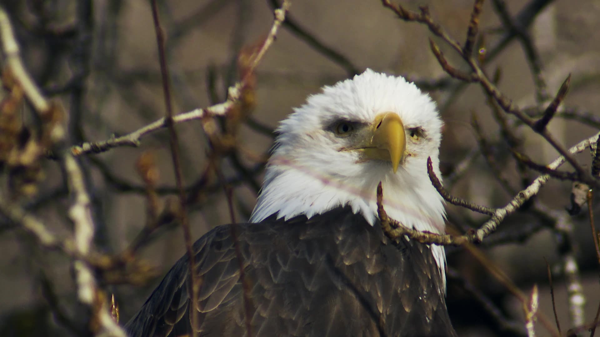 Bald Eagles