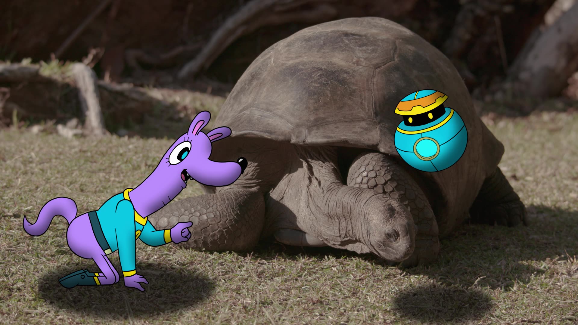 Tortoise