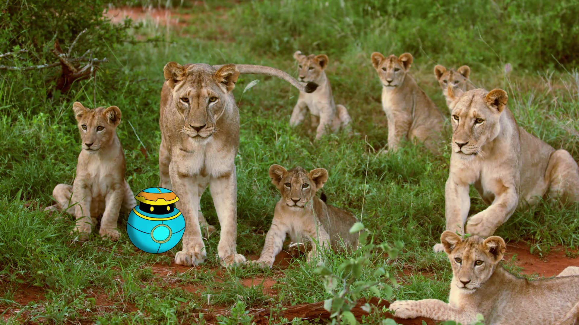 Lions