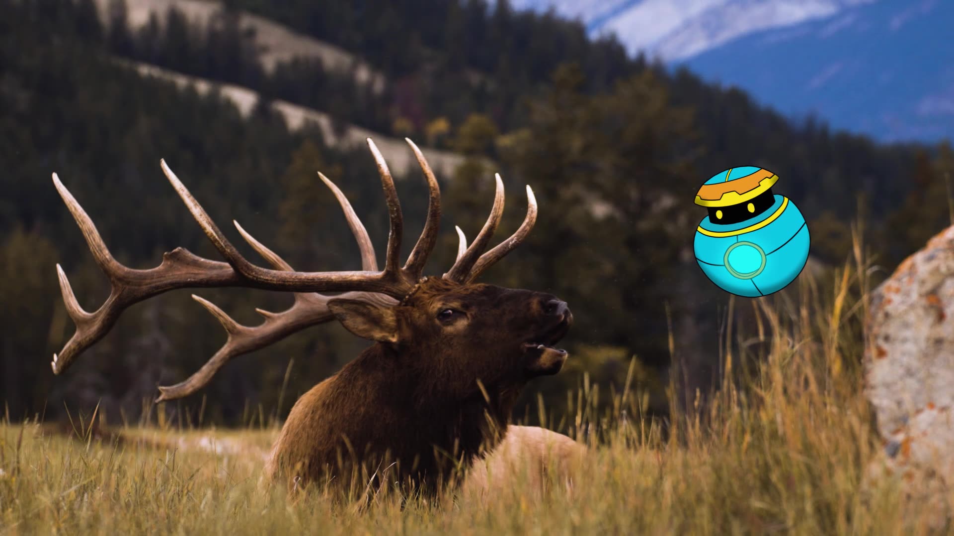 Elk