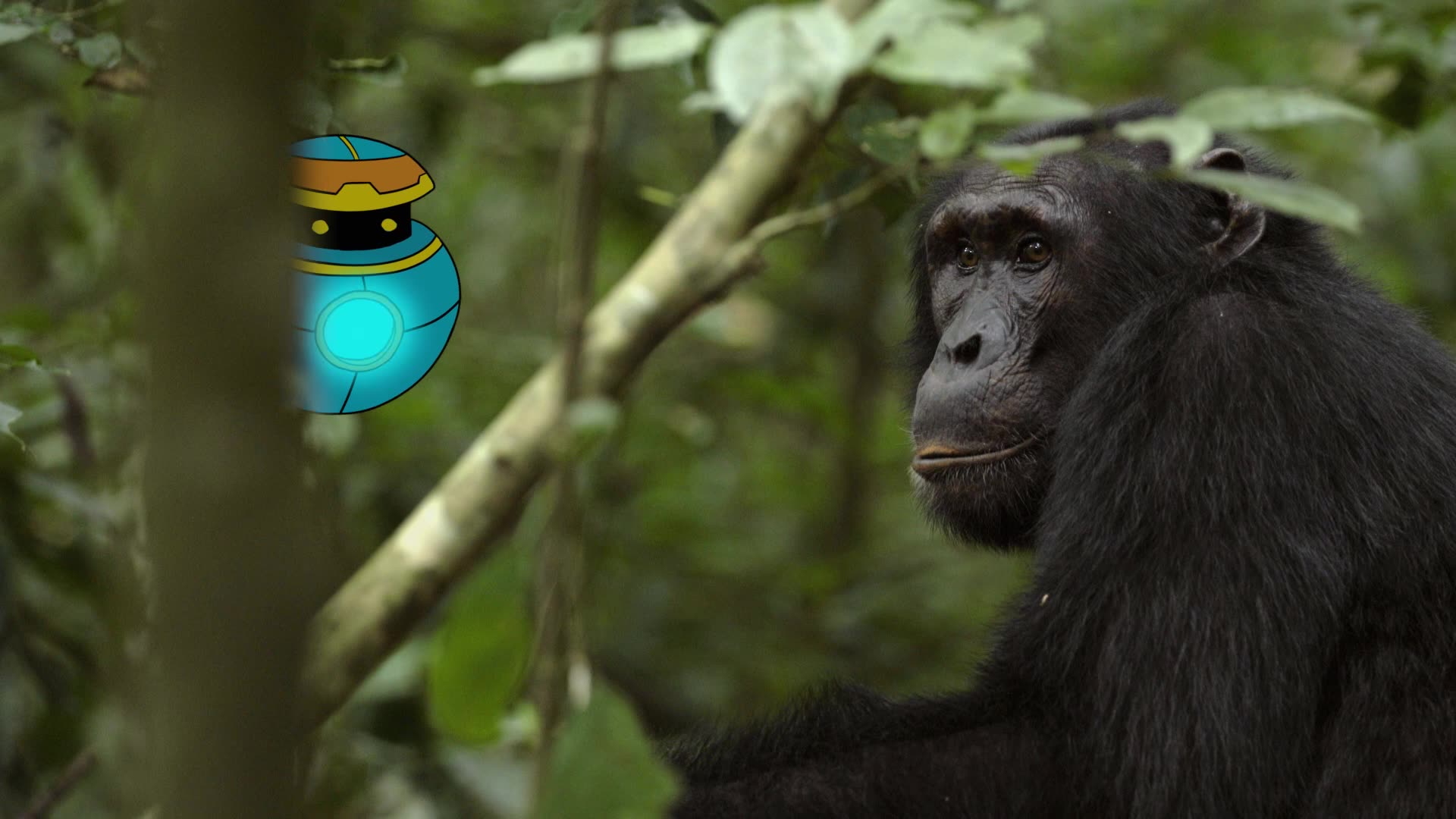 Chimpanzees
