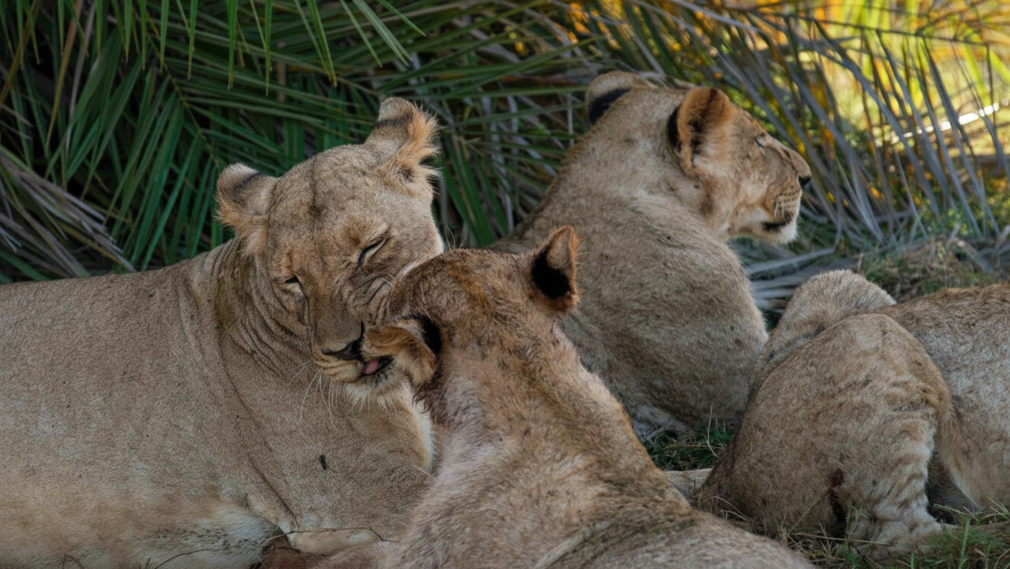 Reproduction