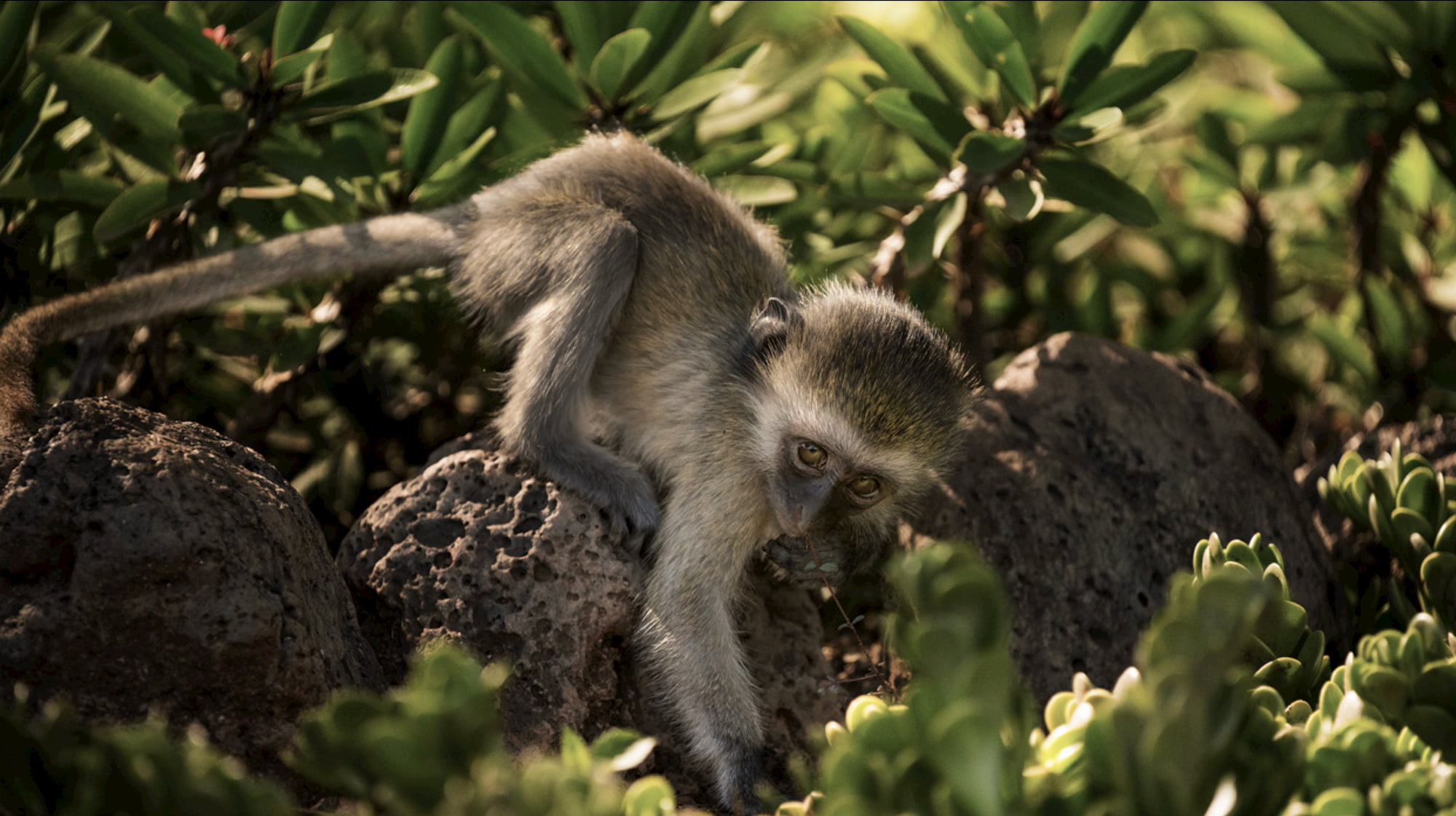 Stay-at-home Animal Dads